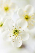 White Cherry Blossoms.