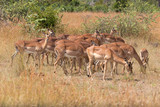 Fototapeta Sawanna - Impala Herde