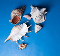 Seashells