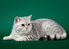Young British Cat On Dark Green Background