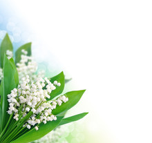 Lily Of The Valley Background