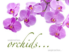 Orchid Flowers, Isolated On White Background