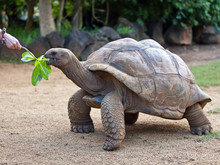 Big Seychelles Turtle Eat.La Vanille Reserve Park.Mauritius...