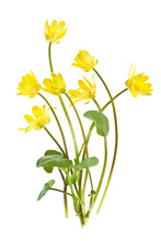 Yellow Spring Wild Flowers