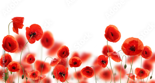 Naklejka - mata magnetyczna na lodówkę Poppy flowers isolated on white background