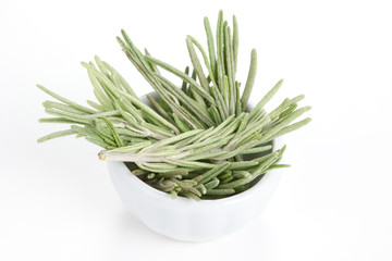 Rosemary (Rosmarinus officinalis) in a white bowl on white backg