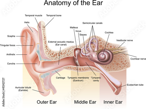 Naklejka nad blat kuchenny Anatomy of the Ear