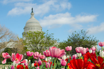 Wall Mural - U.S. Capitol Building in springtime - Washington DC United States