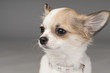 sweet small chihuahua puppy with glamorous collar portrait