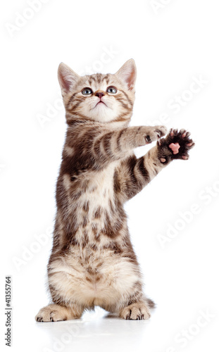 Plakat na zamówienie funny standing playful kitten isolated on white background