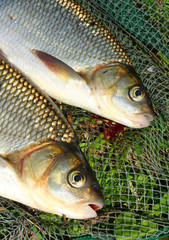 Wall Mural - Fish on the fish  net.