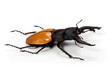 Käfer odontolabis mouhotii elegans vor weissem Hintergrund