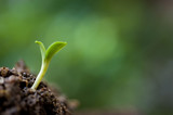 small plant