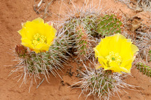 Prickly Pear Cactus (Opuntia Polyacantha)