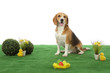 chien Beagle à Pâques