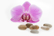 Orchide und Kieselsteine