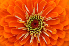 Zinnia Flower Background