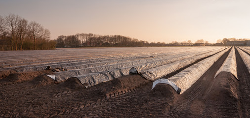 Canvas Print - Asparagus field in low afternoon sunlight ready for harvesting