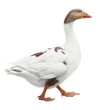 White Goose Isolated On White