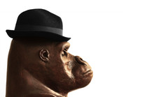 Gorilla In Hat