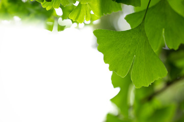 Wall Mural - ginkgo leaf background