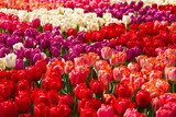 Fototapeta Tulipany - Colorful tulips in spring background