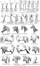 The External Shape Of Horses