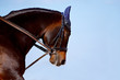 Portrait of a horse in a bridle against the sky