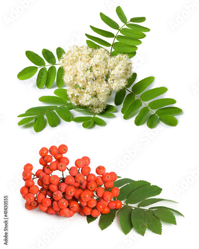 Nowoczesny obraz na płótnie Rowan berry and flowers