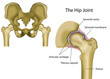 hip joint anatomy medical vector illustration