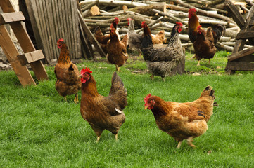 Chicken on the farm