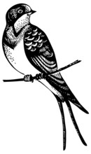 Swallow Bird, Hand-drawn Illustration