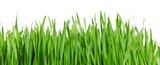 Fototapeta Panele - Isolated green grass on white background