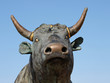 Statue de VOVO le taureau par Peter BALL