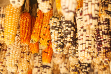 Beautiful  Ear Of Corn