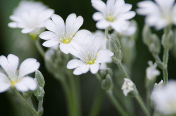 Wall Mural - white flowers
