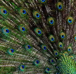 Peacock background