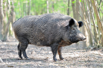 wild boar