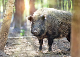Wall Mural - wild boar