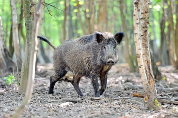 Wall Mural - wild boar
