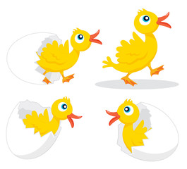 Wall Mural - Four chicks