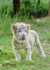 Canvas Print - baby white bengal tiger