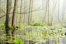 Swamp, Forest. Sunlight And Fog Through The Trees, Young Tree Branches Close-up. Panoramic View. Tranquil Monochrome Landscape. Ecology, Ecosystems, Environmental Conservation, Nature