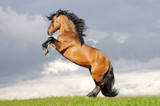 Fototapeta Konie - horse rearing