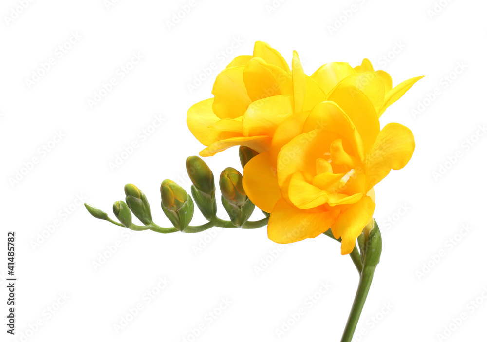 Beautiful yellow freesia isolated on white