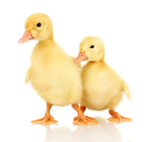 Two Duckling Isolated On White