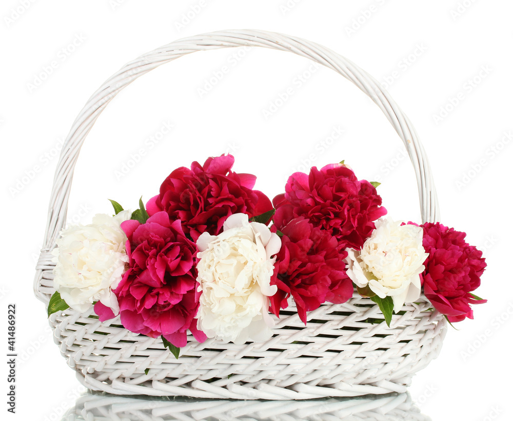 beautiful pink and white peonies in basket with bow isolated