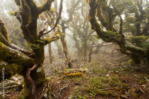 dziewicze-gorskie-lasy-deszczowe-z-marlborough-nz