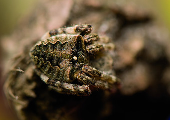 Wall Mural - Araneus angulatus