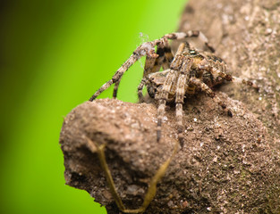 Canvas Print - Araneus angulatus